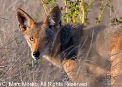 Grey fox (Urocyon cinereoargenteus), near the Long Marine Lab, Santa Cruz, California