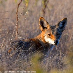 Grey fox (Urocyon cinereoargenteus), near the Long Marine Lab, Santa Cruz, California