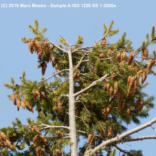 lenscompare - A-1-2000s.jpg