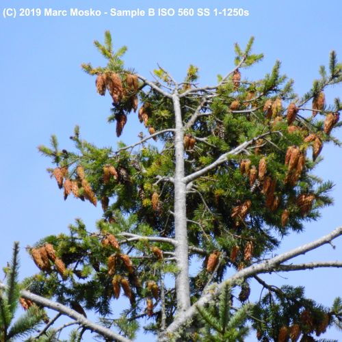 lenscompare - B-1-1250s.jpg