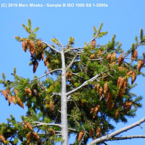 lenscompare - B-1-2000s.jpg