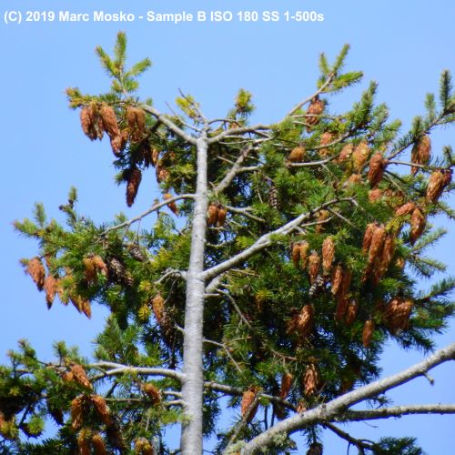 lenscompare - B-1-500s.jpg