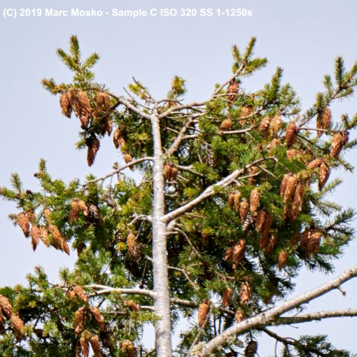 lenscompare - C-1-1250s.jpg