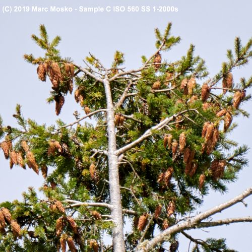 lenscompare - C-1-2000s.jpg