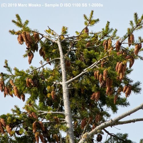 lenscompare - D-1-2000s.jpg