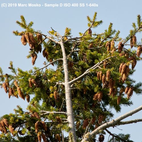 lenscompare - D-1-640s.jpg