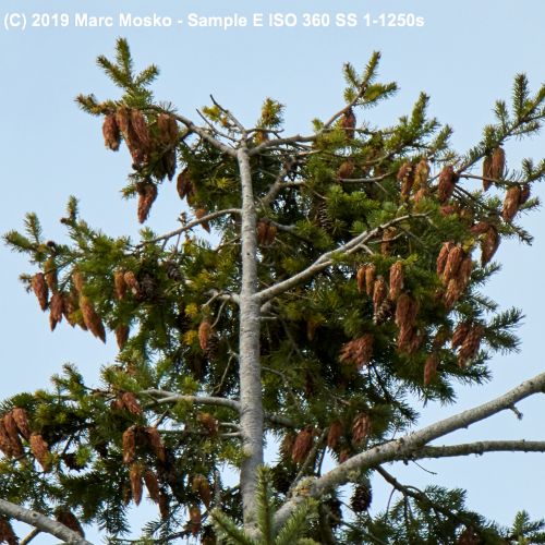 lenscompare - E-1-1250s.jpg