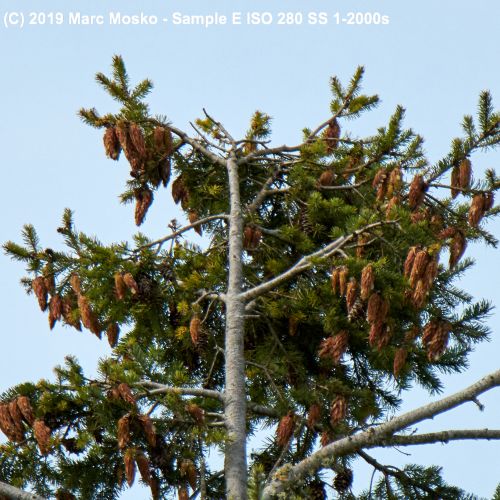 lenscompare - E-1-2000s.jpg