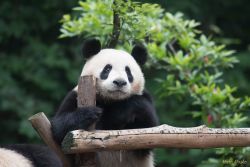 Research Base of Giant Panda Breeding, Chengdu, China animals - DSC_6232.jpg
