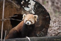 Research Base of Giant Panda Breeding, Chengdu, China animals - DSC_6488.jpg