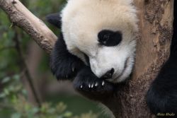 Research Base of Giant Panda Breeding, Chengdu, China animals - DSC_6644.jpg