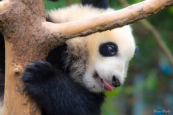 Research Base of Giant Panda Breeding, Chengdu, China animals - DSC_6646.jpg
