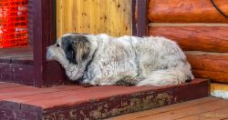 Maclaren River Lodge, Mile 42 Denali Hwy, Paxson, AK animals - IMG_0414.jpg