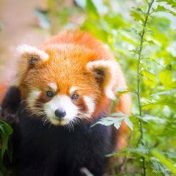 Research Base of Giant Panda Breeding, Chengdu, China animals - IMG_1595.jpg
