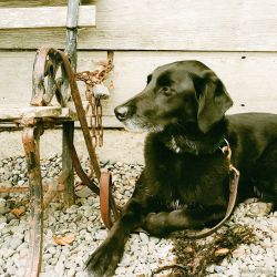 Leica M6TTL, sumicron 50mm, f/11, Fuji Pro 400h film, 81a filter. Bolinas, California animals - IMG_1760.jpg