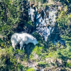 Alaska animals - MEM_0633.jpg