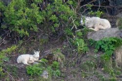 Alaska animals - MEM_0654.jpg