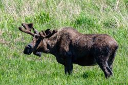 Nikon d500, Tamron 150-600mm G2.
Potter Marsh, Anchorage, Alaska animals - MEM_0693.jpg