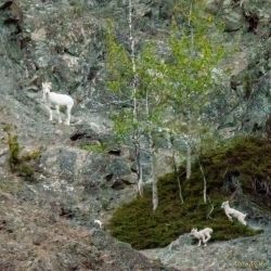 Alaska animals - MEM_0874.jpg