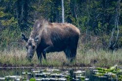 animals - MEM_1011.jpg