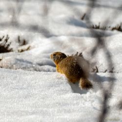 Found along Denali Highway, Alaska. animals - MEM_1285.jpg