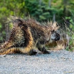 animals - MEM_1584.jpg