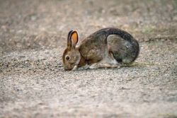 Near Coldfoot, Alaska animals - MEM_1703.jpg