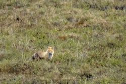 Red Fox (Vulpes vulpes) is a so-called “true fox” (meaning they are a clade, or from a common ancestor). There are 12 true fox species. There are other canines called fox that are not true fox, such as various island foxes or simian fox. This guys is running through the willows and brush about 800’ away, so at just short of 4’ long (including tail), he’s only about 0.3 degrees of arc in the photo. The photos are from Jun 9, 2018 just after 22:30h.
The photos are at the Chandalar Shelf, Alaska, at the dalton highway. animals - MEM_1933-Edit.jpg