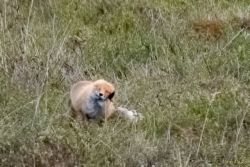 Red Fox (Vulpes vulpes) is a so-called “true fox” (meaning they are a clade, or from a common ancestor). There are 12 true fox species. There are other canines called fox that are not true fox, such as various island foxes or simian fox.
In the blur, you can see the guy scratching his right ear with hind leg -- maybe a mosquito in the ear?
The photos are at the Chandalar Shelf, Alaska, at the dalton highway. animals - MEM_1937-Edit-2.jpg