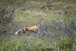 Red Fox (Vulpes vulpes) is a so-called “true fox” (meaning they are a clade, or from a common ancestor). There are 12 true fox species. There are other canines called fox that are not true fox, such as various island foxes or simian fox. This guys is running through the willows and brush about 800’ away, so at just short of 4’ long (including tail), he’s only about 0.3 degrees of arc in the photo. The photos are from Jun 9, 2018 just after 22:30h.
The photos are at the Chandalar Shelf, Alaska, at the dalton highway. animals - MEM_1955.jpg