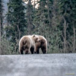 This was taken through the front windshield of a van. I barely caught these two as they crossed the Dalton Highway. animals - MEM_2026-Edit-2.jpg