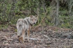 Grey wolf (Canis lupus) along the Dalton Highway north of Coldfoot, AK. It’s the largest member of Canada and males can get over 95 lb. We saw him starting to cross the road ahead of us, then he saw us and turned back. He trotted along the road and disappear for a while, but then he popped out again to cross. He really wanted to get to the other side! As we slowly went forward, we could tell he was still shadowing in the brush because every so often a hare would burst out and run across the road away from the wolf. June 10, 2018 3:04 am. animals - MEM_2051-Edit-2.jpg
