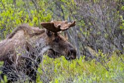 Denali National Park animals - MEM_2411.jpg