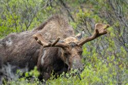 Denali National Park animals - MEM_2419.jpg