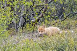 Red fox kits (pups)! This guy was exploring out on a hillside near his den in Denali National Park. animals - MEM_2425.jpg