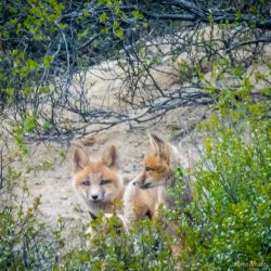Red fox kits (pups)! These guys were hanging out on a hillside near their den in Denali National Park. animals - MEM_2432.jpg