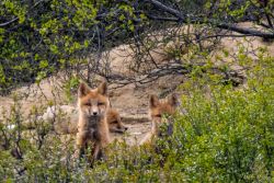 Red fox kits (pups)! These guys were hanging out on a hillside near their den in Denali National Park. animals - MEM_2435.jpg