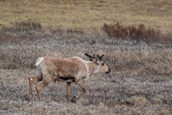 Denali National Park animals - MEM_2516.jpg