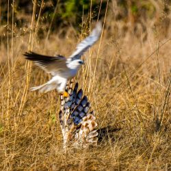 birds - 850_0228-1.jpg