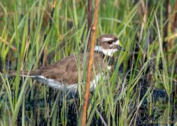 birds - 850_0266.jpg