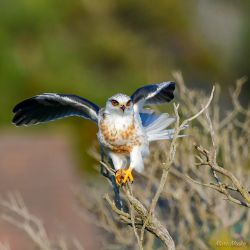 birds - 850_1548.jpg