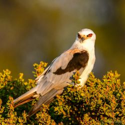 birds - 850_1640.jpg