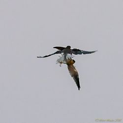 birds - 850_1734.jpg