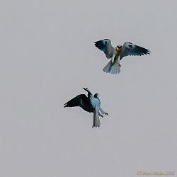 birds - 850_1742-1.jpg