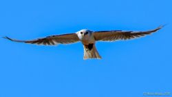 birds - 850_1848.jpg