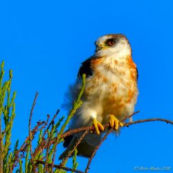 birds - 850_7903.jpg