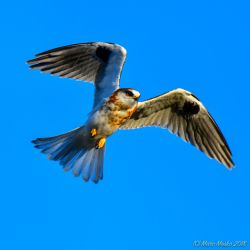 birds - 850_7904.jpg