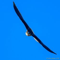 birds - 850_8003.jpg
