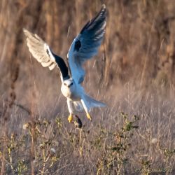 birds - 850_8581.jpg