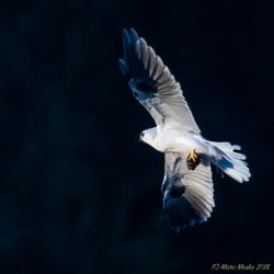birds - 850_8586.jpg